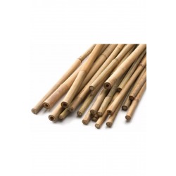 BAMBU BİTKİ  DESTEK ÇUBUĞU 60CM 163702